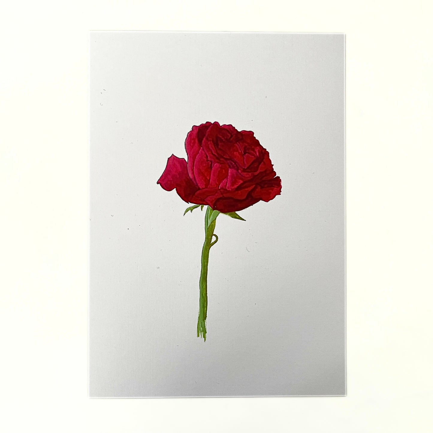 Art print 'Red rose'