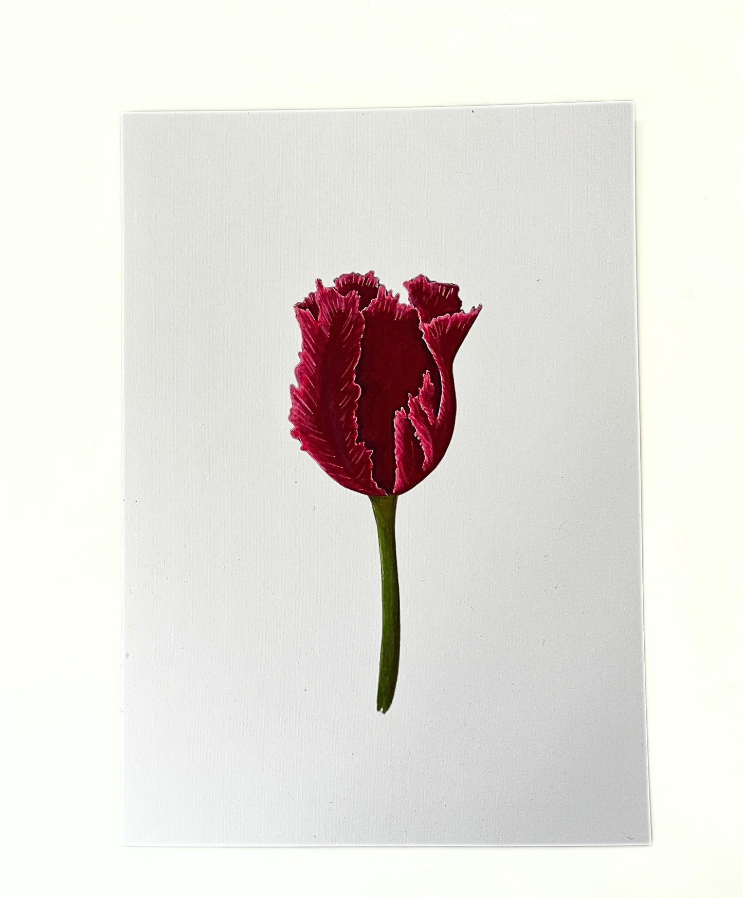 Art print 'Red tulip'