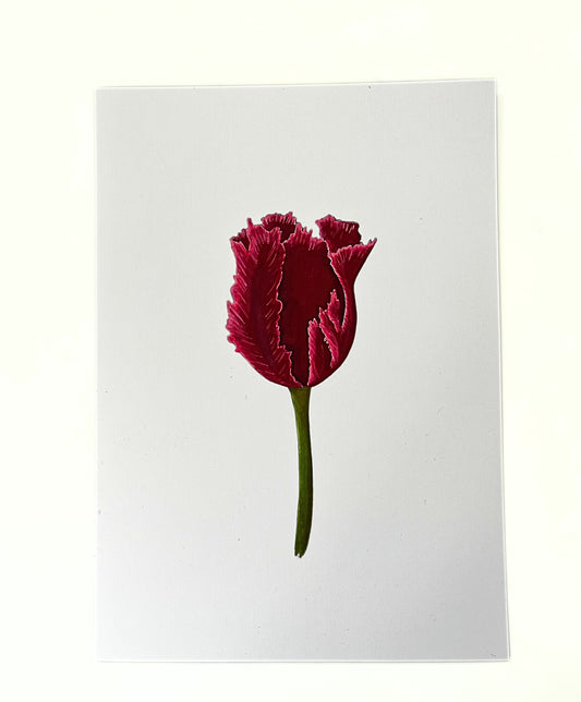 Art print 'Red tulip'